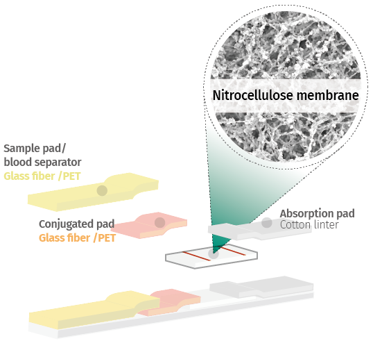 Nitrocellulose membrane 02 cbt.png